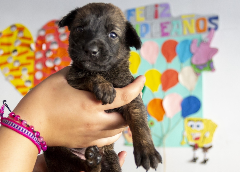 Altas temperaturas amenazan a las mascotas: “Golpe de calor progresa rápidamente y puede ser fatal”