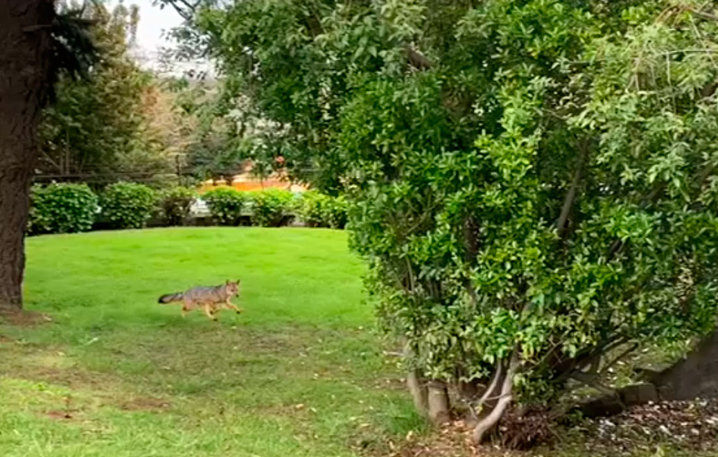 VIDEO| Pequeño zorro culpeo herido escapa por estadio y calles de Temuco desatando operativo