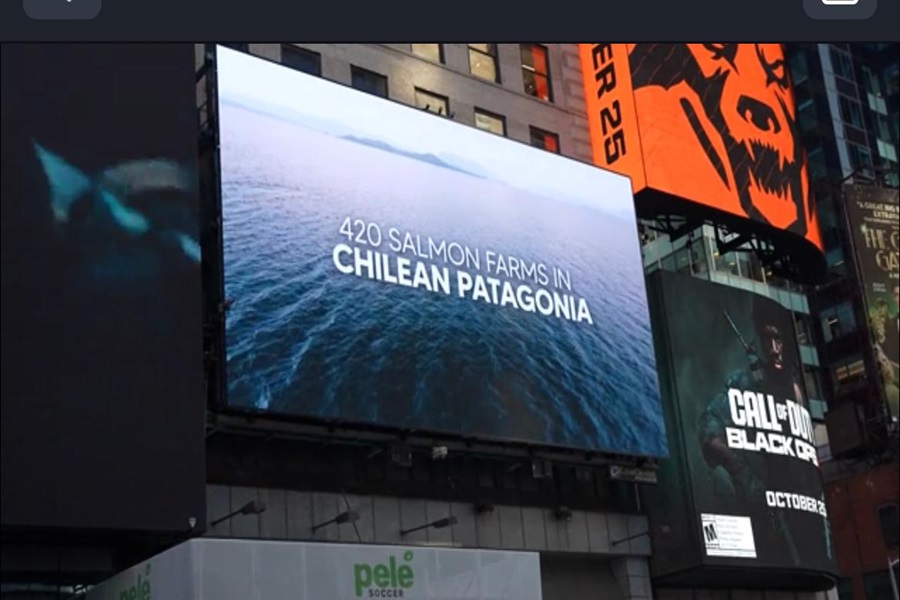 Daños de las salmoneras llegan al Times Square: Pantallas gigantes muestran los mares del sur de Chile