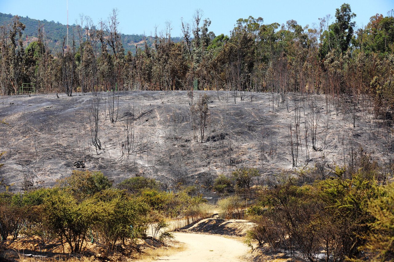 Así será la carrera dirigida a recaudar fondos y reforestar lugares incendiados en Viña del Mar