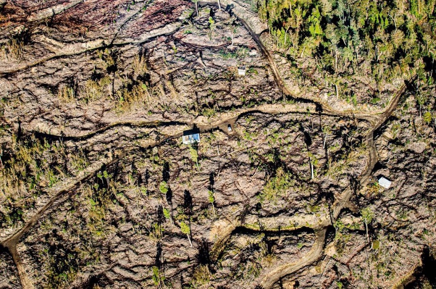 Zona donde ocurría la tala ilegal en Quellón, Chiloé.