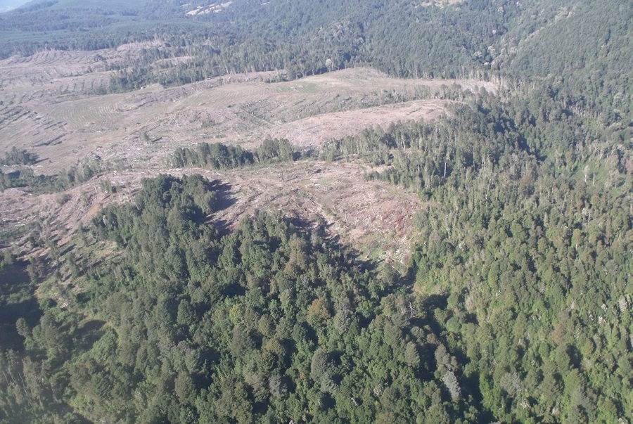 Retiraban la madera de noche: Multan a comunidad y forestal por tala ilegal de mil hectáreas en Chiloé