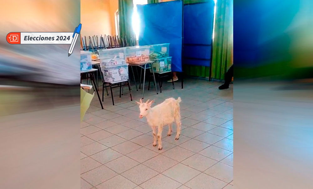 VIDEO| Un chivo se hace viral por ir a votar en estas elecciones: “Todos participan aquí en Teno”