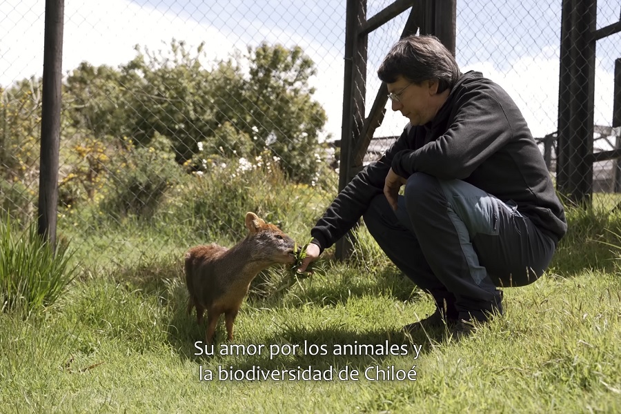 Dr. Pudú: Veterinario y rehabilitador de fauna chilota llega al Gobierno Regional como Consejero