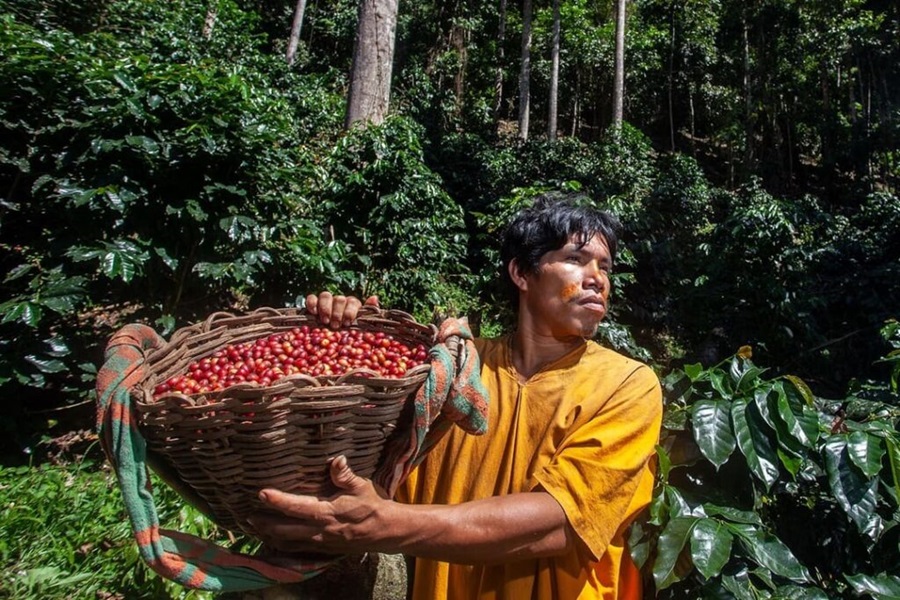 Biopiratería y patentes: Lucro de laboratorios con naturaleza de Latinoamérica se debate en la COP 16