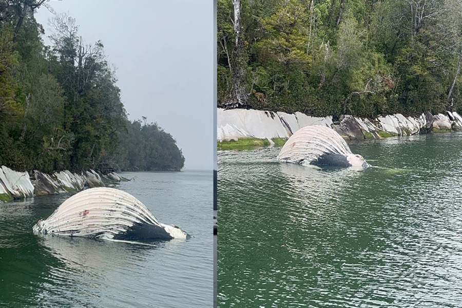 En menos de dos días, dos ballenas murieron cerca de centros salmoneros dentro de áreas protegidas