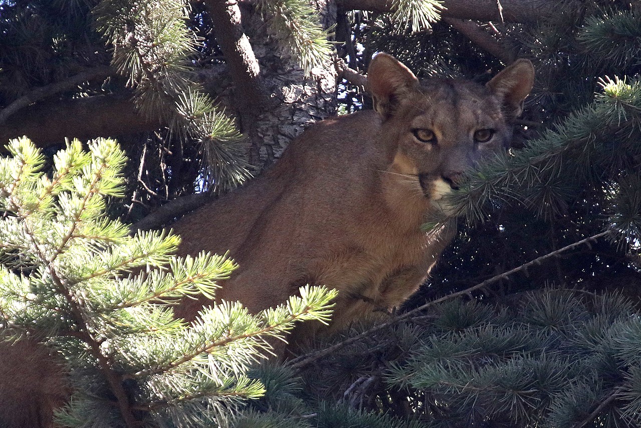 Puma muere atropellado en Los Lagos: Esta es la principal recomendación que hicieron a automovilistas