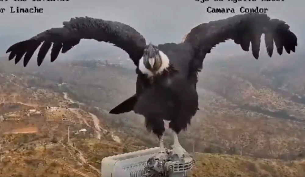 VIDEO| Majestuoso: Cóndor se para frente a la cámara y despliega sus largas alas en Limache