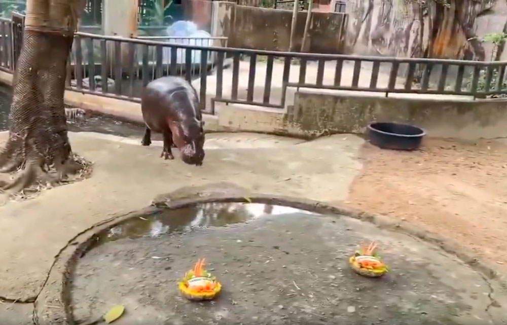 VIDEO| En Tailandia copiaron a zoológico chileno: Hipopótamo bebé predijo elecciones en EE.UU.