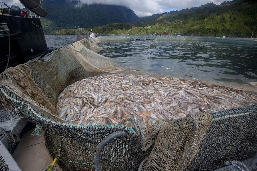 Mares protegidos: Hasta marca Patagonia acusa a salmoneras de dejar 