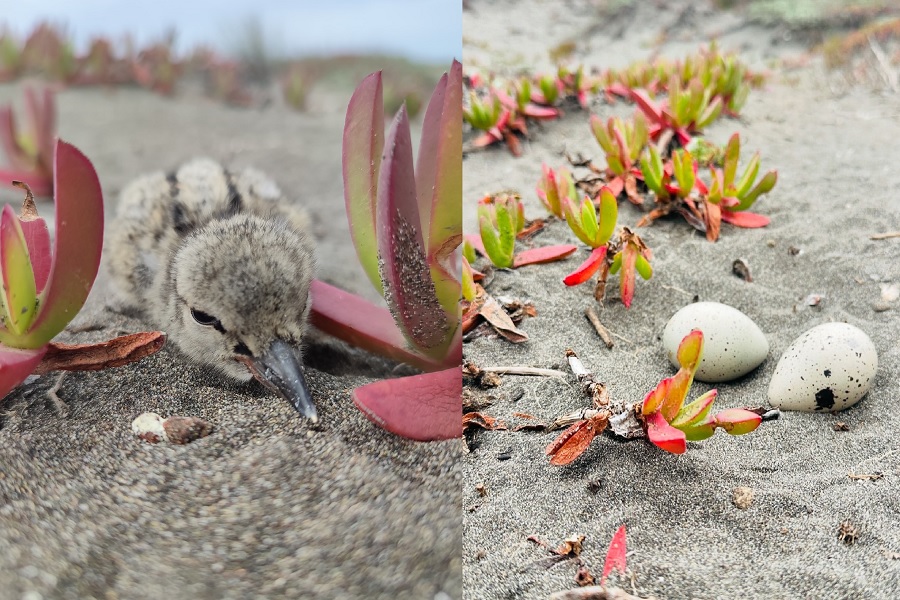 Amenazados por jeepeo: Comienzan a nacer pilpilenes que anidan en la arena en playas de Chile