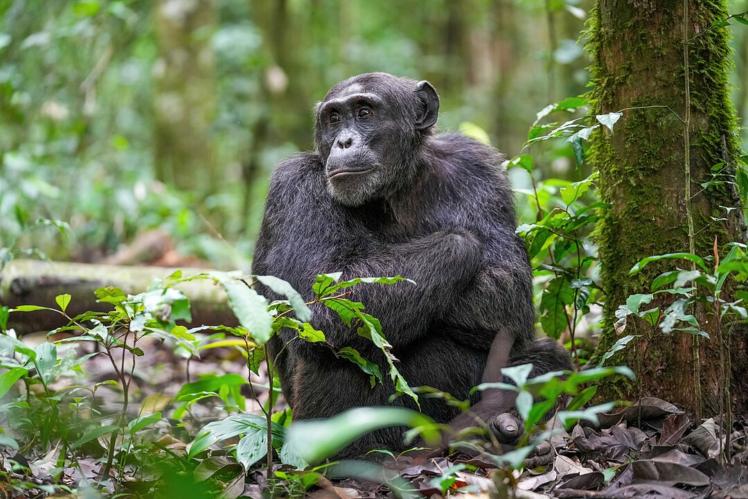 El ego también es animal: Los chimpancés rinden mejor en tareas difíciles si tienen público