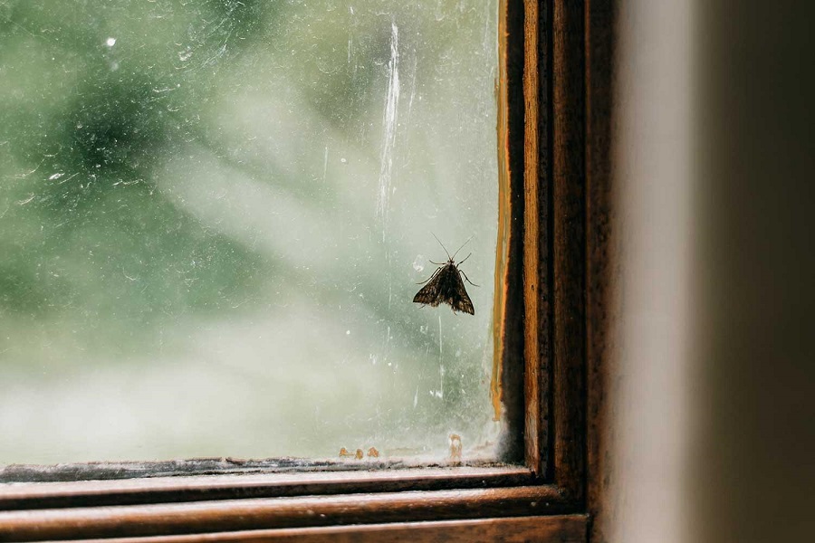 No las mates, son mariposas de la noche: El rol polinizador de las polillas que aparecen con el calor