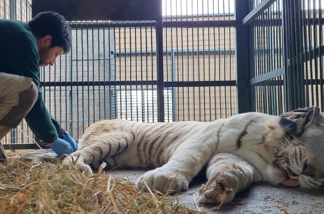 Osos quemados para bailar en el circo y pumas mascota: Relatos de un rescatista de animales en Chile