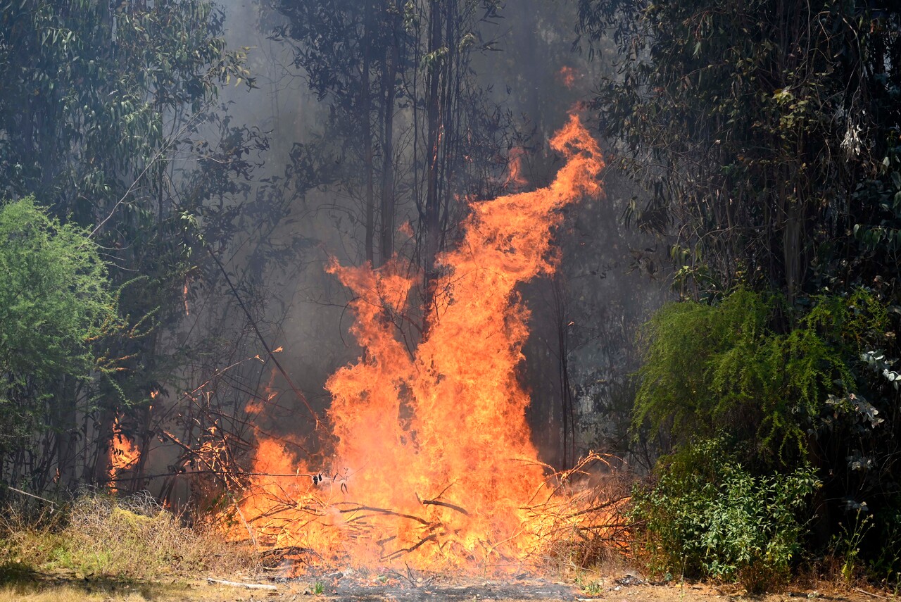 Habría estado haciendo un asado: Detienen a sujeto que originó incendio forestal en Hijuelas