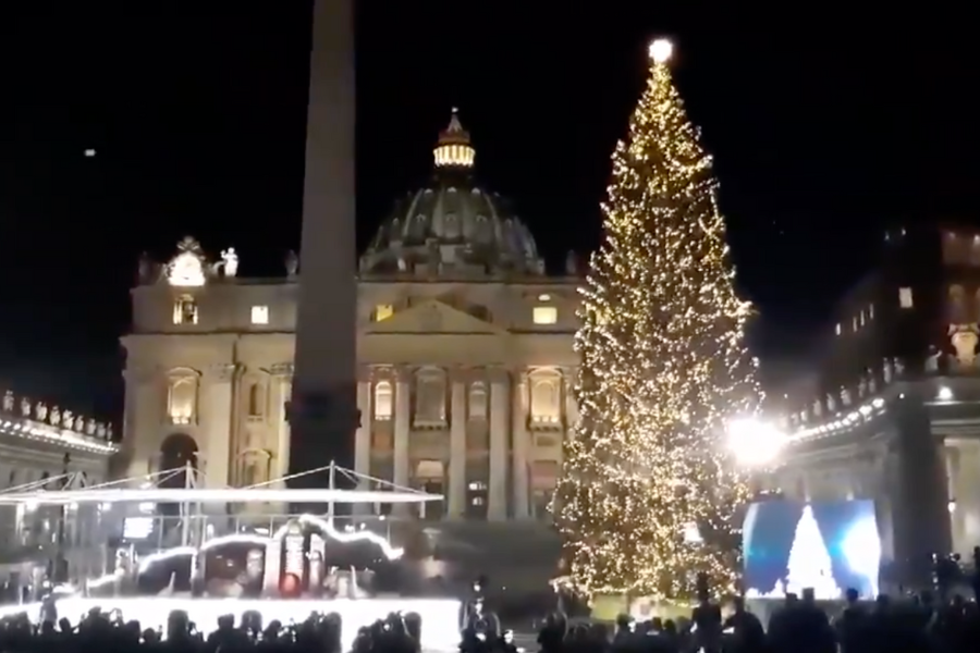 Masivo no a árbol de Navidad gigante en el Vaticano: 40 mil firmas para evitar tala de abeto de 200 años