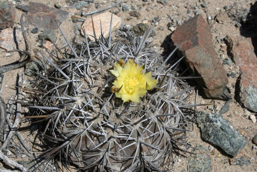 PDI batalla tráfico de cactus que se extingue en el desierto mientras crece su demanda para decoración