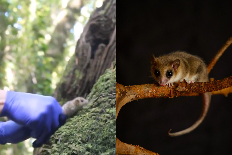 VIDEO| ¡Regresan a casa!: Guardaparques liberan 4 monitos del monte a su hábitat natural