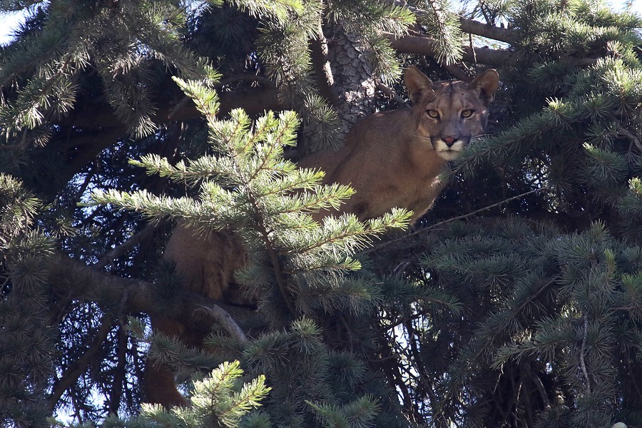 Aumenta avistamiento de pumas en Lo Barnechea: SAG enseña a arrieros a convivir con la especie