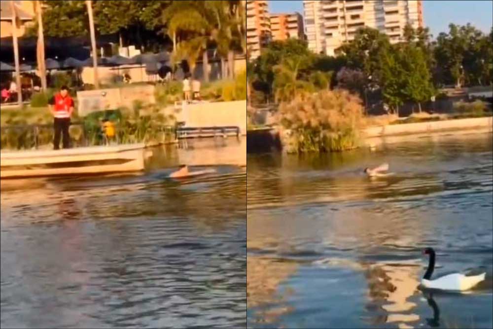 VIDEO| Tenencia responsable: Hombre debe lanzarse a laguna del Parque Bicentenario por perro sin correa