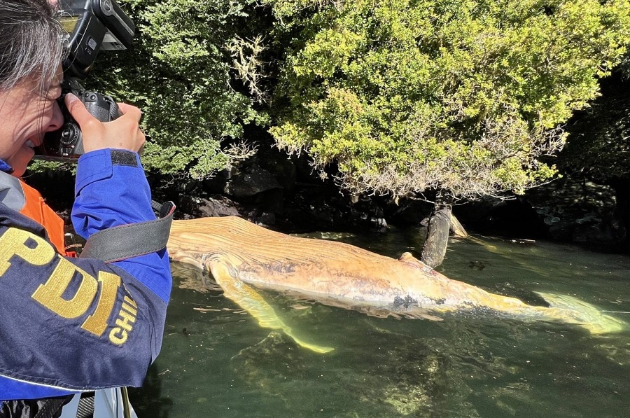 Cuatro ballenas muertas en dos meses: Sernapesca suma nueva querella criminal