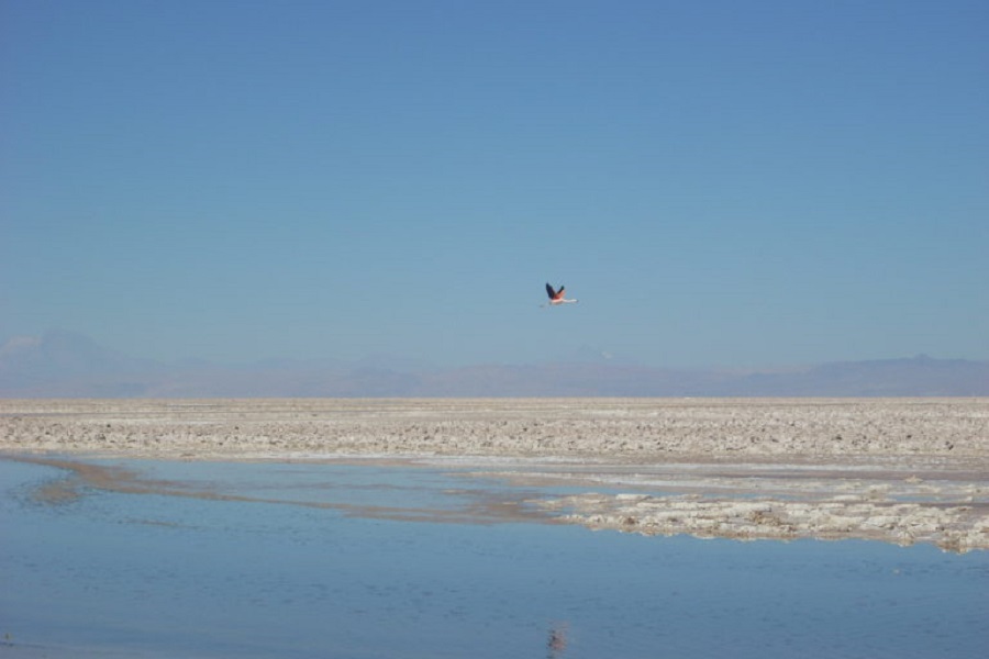 “El salar de Atacama es un condenado a muerte”: Atacameños presentan demanda por hundimiento del ecosistema