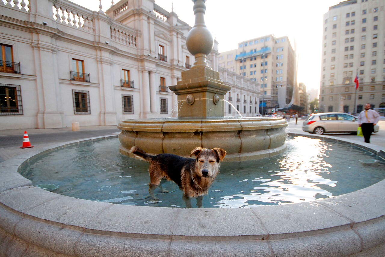 El calor comienza a acercarse: Así puedes cuidar a tus mascotas para que no sufran