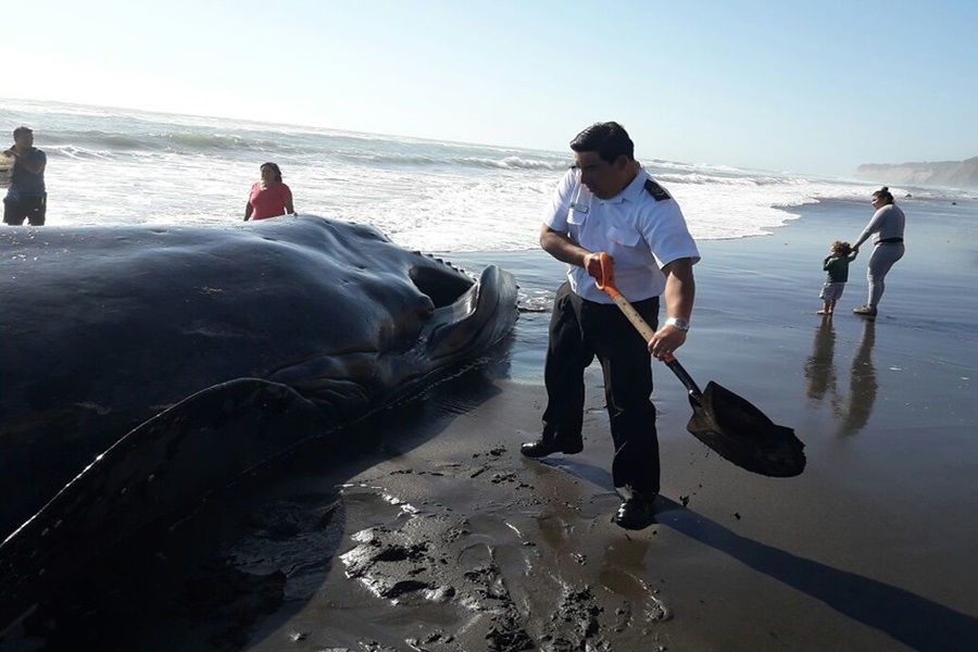 Enredadas, aturdidas o atropelladas por barcos: Las causas de muerte que asedian a las ballenas en Chile