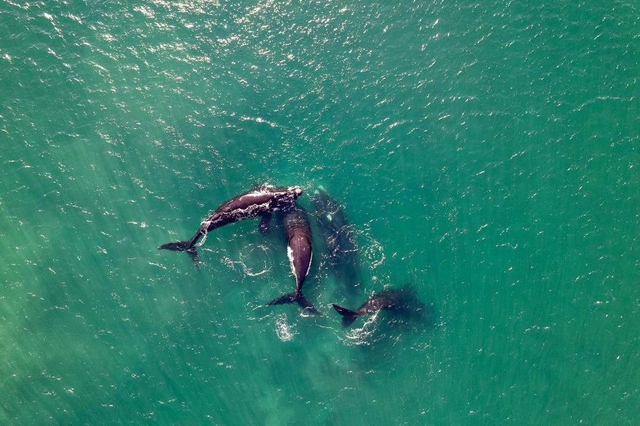 Descubren que orcas del sur de Chile están aprendiendo a cazar ballenas de otras especies