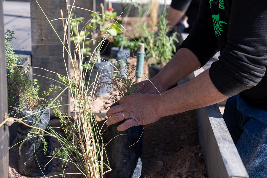 Vecinos de comuna minera plantan bosque en el desierto que captura los metales pesados del suelo