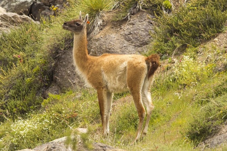 Científicos descubren poder secreto del guanaco: Hace crecer el bosque más amenazado de Chile