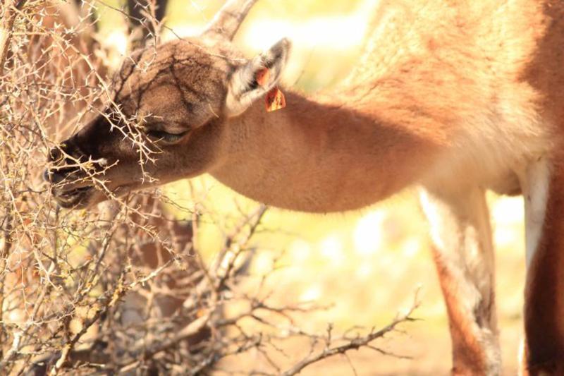 Guanaco ramoneando un espino.