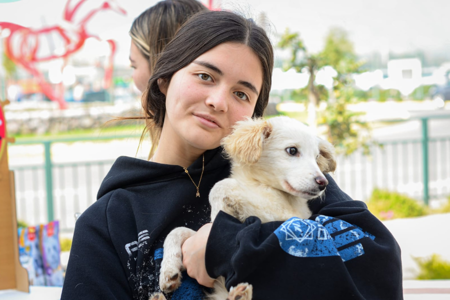 60 gatitos y 100 perritos buscarán una nueva vida este 2025 con gran feria de adopción en Santiago