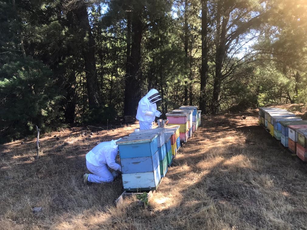 Sequía entorpece la producción de miel chilena única en el mundo: La monofloral de quillay