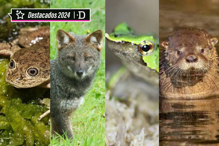 Especial Navidad 2024: Protegiendo animales en peligro de extinción