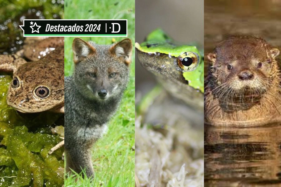 Especial Navidad 2024: Protegiendo animales en peligro de extinción