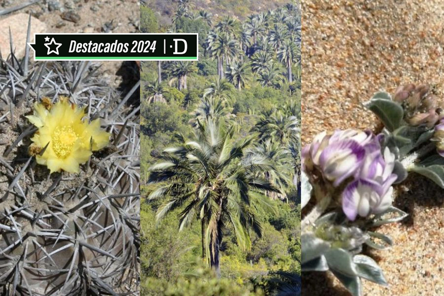 Especial Navidad 2024: Al rescate de la flora nacional