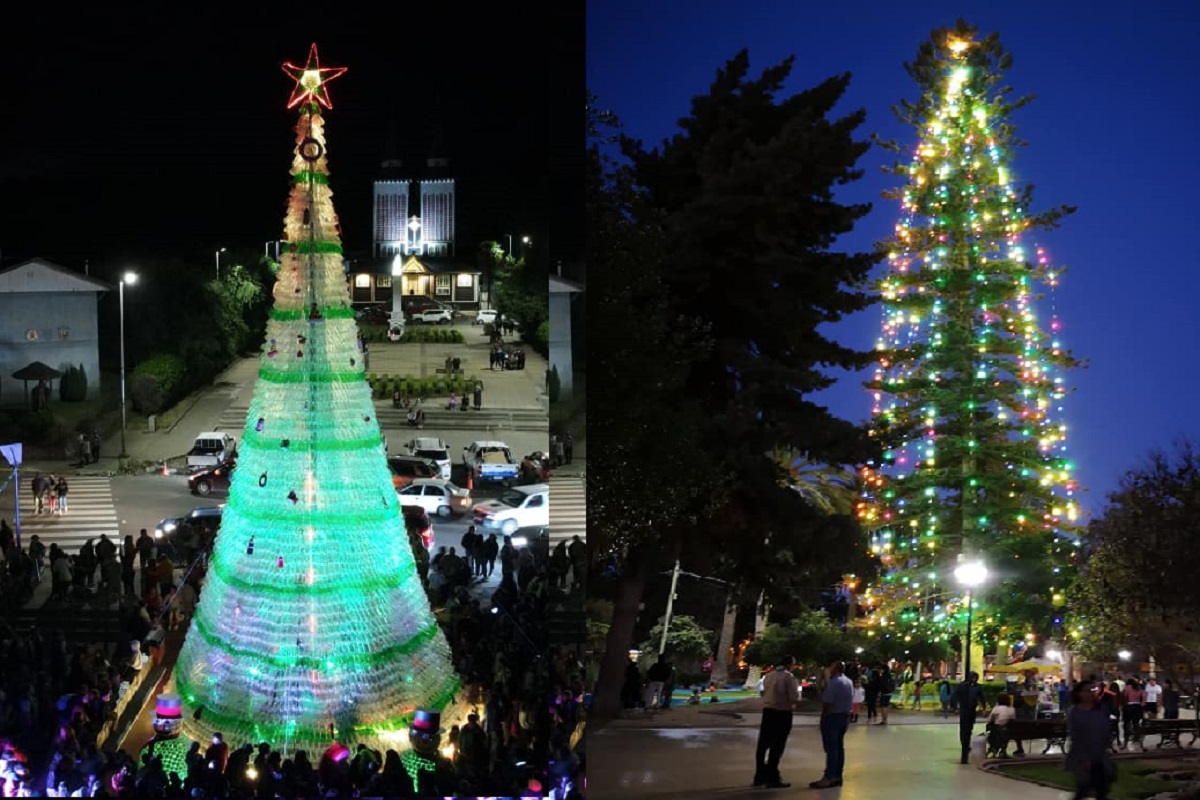 Crece preferencia por árboles de navidad naturales y reciclados: Ovalle tiene el más grande del mundo