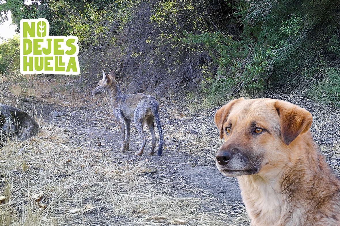 Otra víctima de perros que circulan en la naturaleza: Convierten a zorros en “zombies” al pegarles sarna