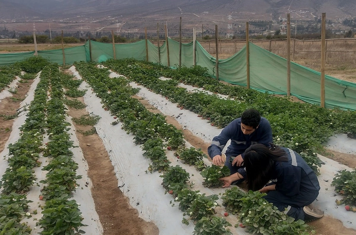 Niños del Valle del Elqui crean granja de bichos en su escuela para salvar cultivos agrícolas sin usar químicos