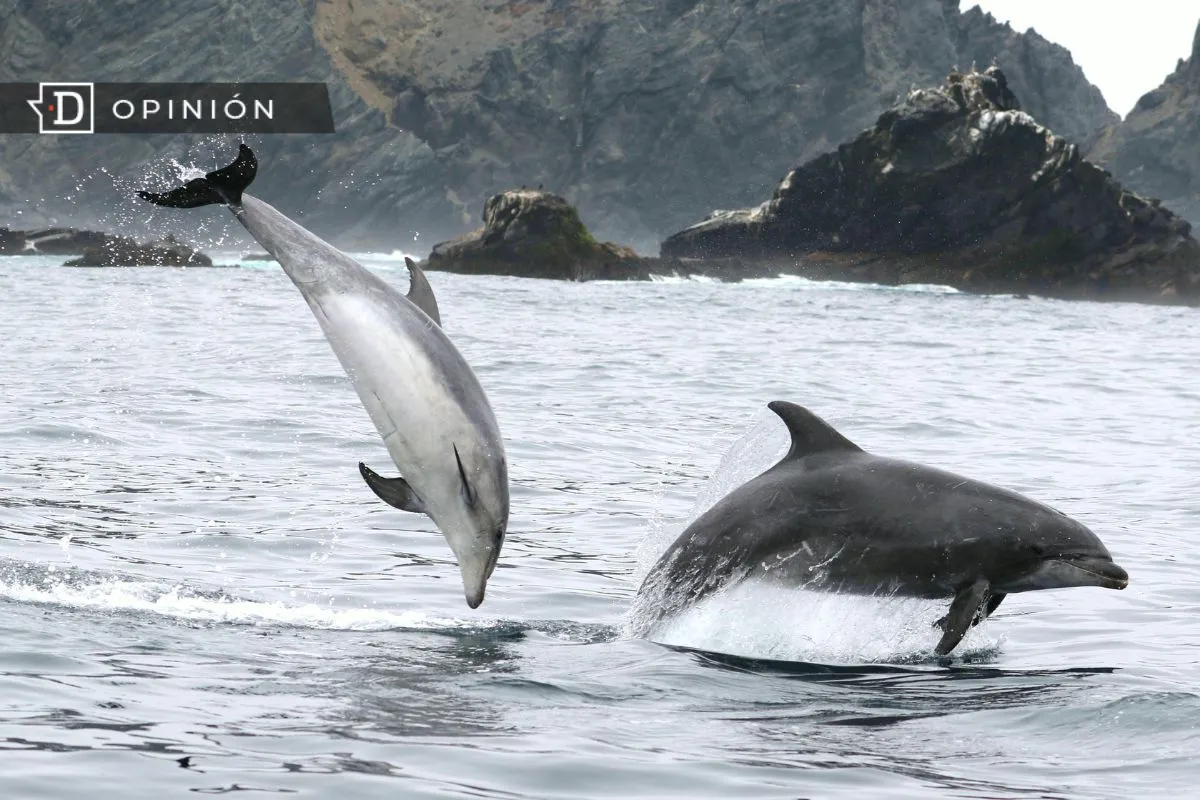 En defensa de los ecosistemas de Chile: Respetemos la institucionalidad ambiental