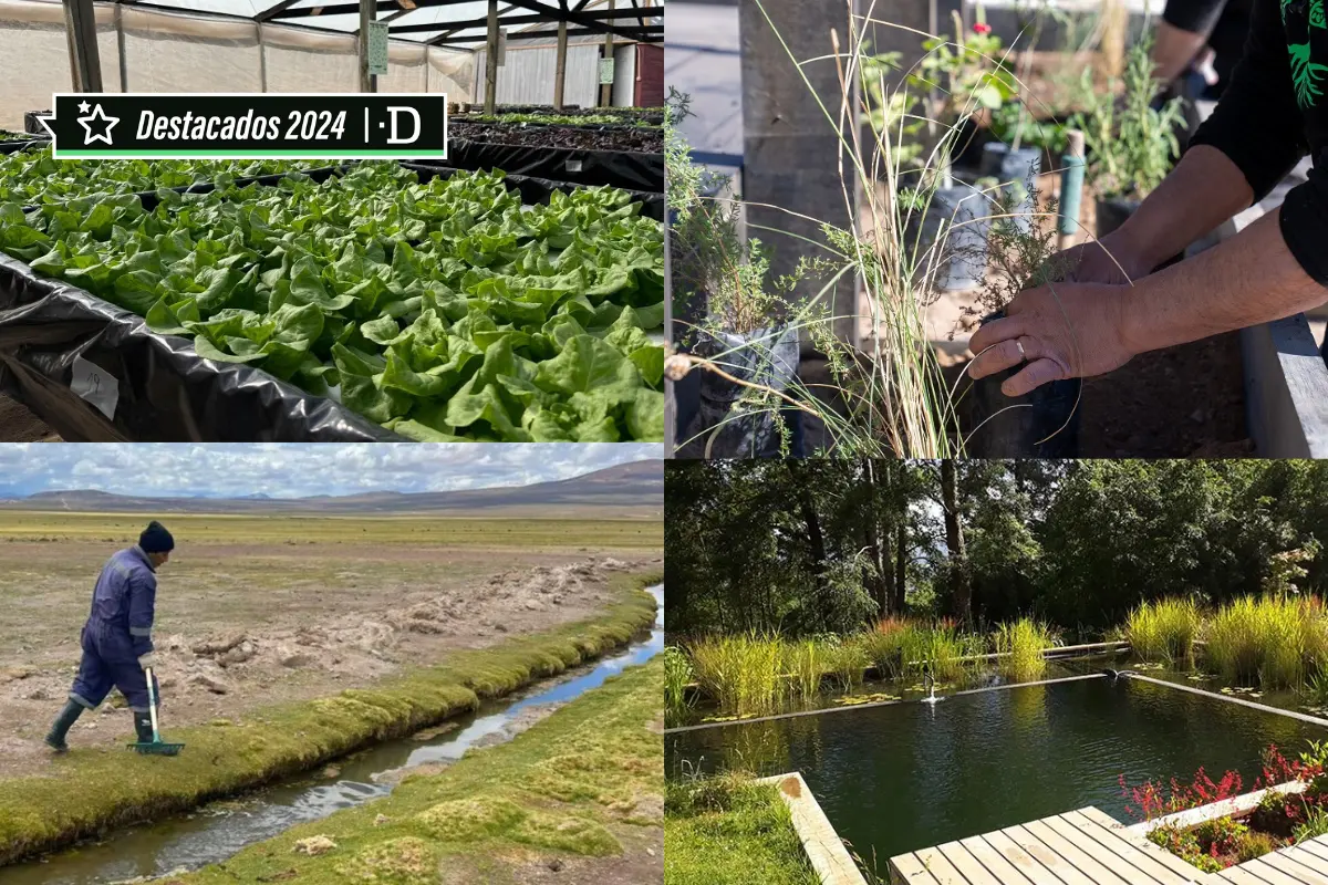 Bosque en el desierto, lechuga de niebla y piscina sin cloro: Soluciones ambientales que destacaron en Chile en 2024