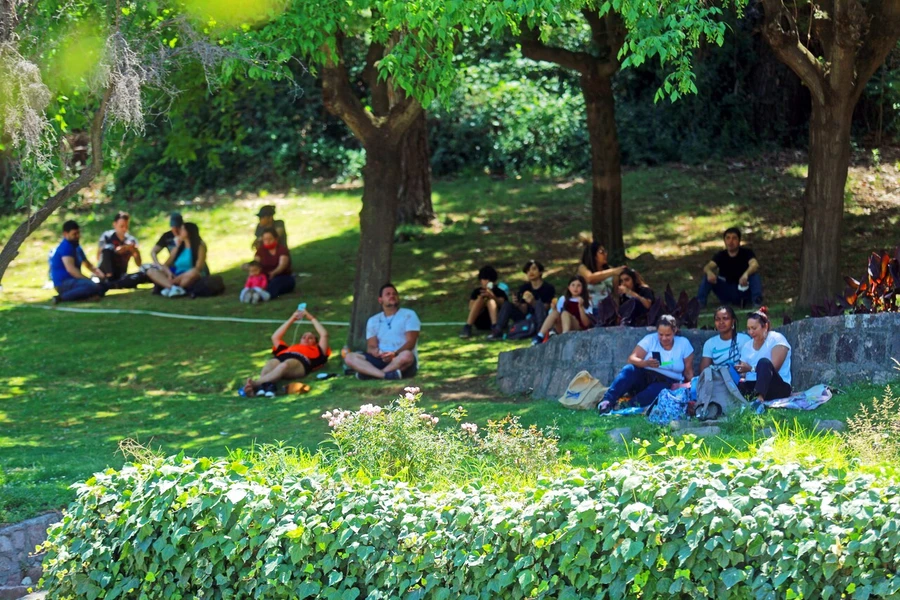 Temperatura intensa: El potencial de los árboles y áreas verdes para aminorar el calor