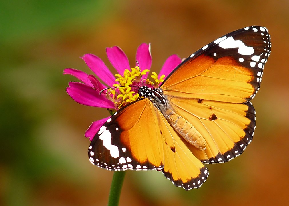 Otro récord migratorio: Mariposa tigre de 124 días de vida vuela 3.000 kilómetros de Japón a Hong Kong