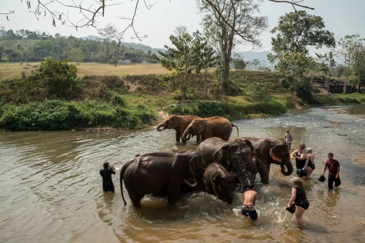 Exclusivo baño con elefantes para turistas en Tailandia: Animalistas los 