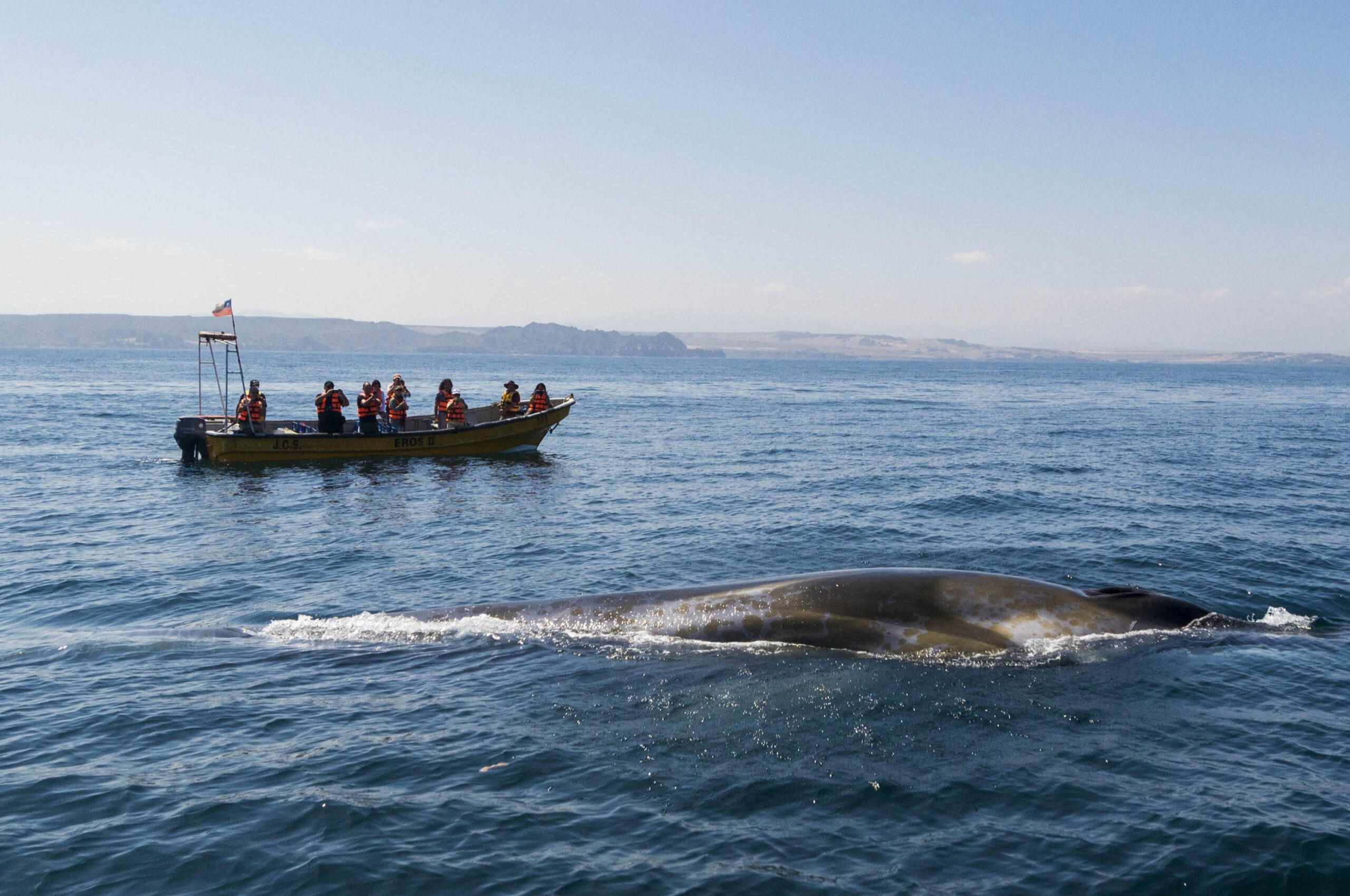 Turismo de ballenas y gastronomía de mar: Las otras amenazadas por el proyecto Dominga