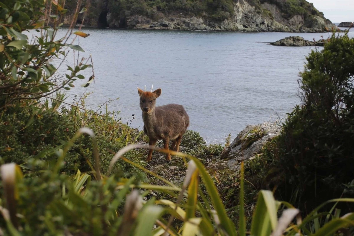 Rehabilitación de la fauna silvestre en medio de la grave amenaza a nuestra biodiversidad