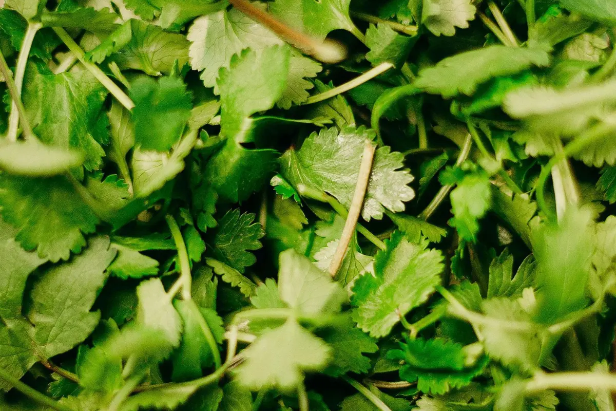 ¿Gastronomía chilena en riesgo? Científicos detectan múltiples virus en plantas de cilantro