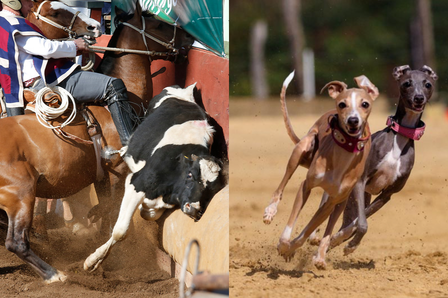 A propósito de Fiestas Patrias: Anuncian marcha nacional contra carrera de perros y el rodeo