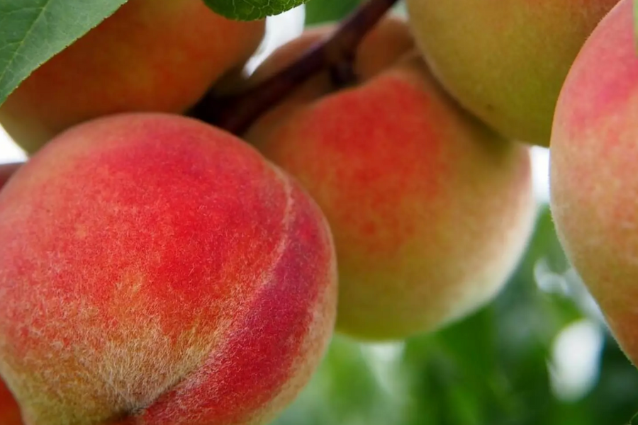 Además de cerezas: China se convierte en primer destino para ciruelas, duraznos y arándanos